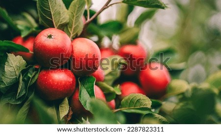 Red apples on tree ready to be harvested. Ripe red apple fruits in apple orchard. Selective focus. Royalty-Free Stock Photo #2287823311