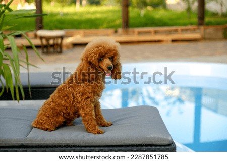 Summer vacation with your pets. A brown poodle puppy sits on a lounger near the pool in the summer.