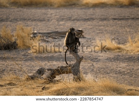 Baboon, Etosha National Park, Namibia, Africa