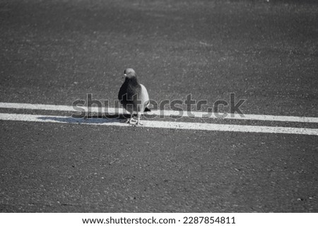 Pigeon crossing the street city