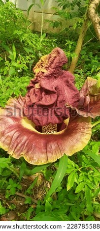 flowers from a type of plant called tuber suwek which are similar to rafflesia flowers taken in the yard of the house in 2022 January 11th with lots of grass around it