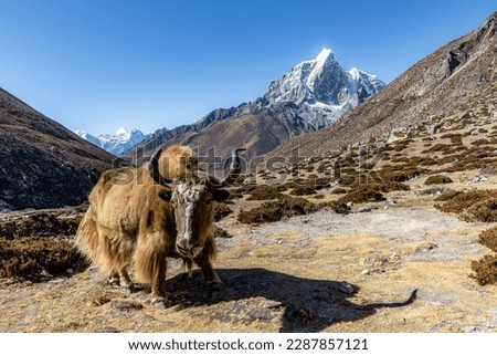 Yellow Yak with long hair and long horns with Taboche (6495m) in the background, picture taken close to Dingboche village