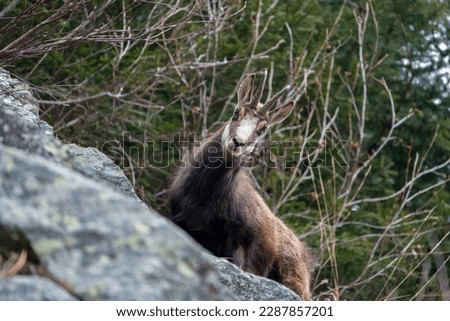 a adult chamois buck, rupicapra rupicapra, in the rocks on the mountains in the hohe tauern national park in austria at a  spring day