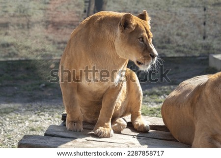 Beautiful lioness trying to sit