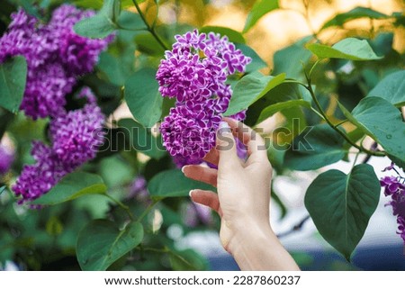 A woman's hand touches a bunch of blooming lilacs syringa vulgaris Sensation. Royalty-Free Stock Photo #2287860237