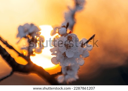 Landscape in Chinese style with blooming apricot branch and disk of sun on the background