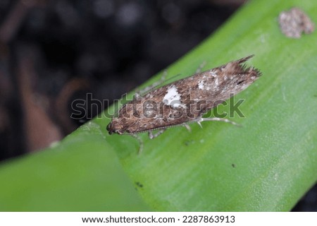 Detailed closeup on the small Leek moth, Acrolepiopsis assectella sitting on leaves, onion chives.