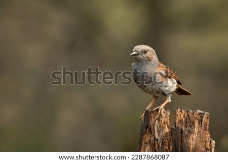 A portrait of a dunnock,  prunella modularis, also known as hedge sparrow. Sitting on a tree stump against a natural blurred background with copy space