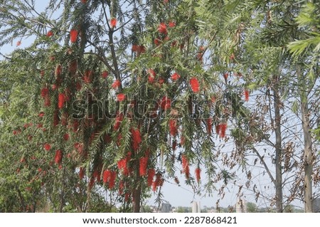 Abstract vintage picture style of red flowers blooming in spring.