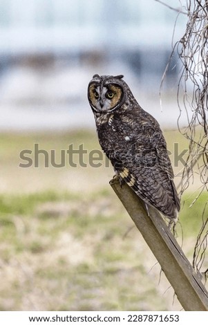 long eared owl, Delta, BC, Canada
