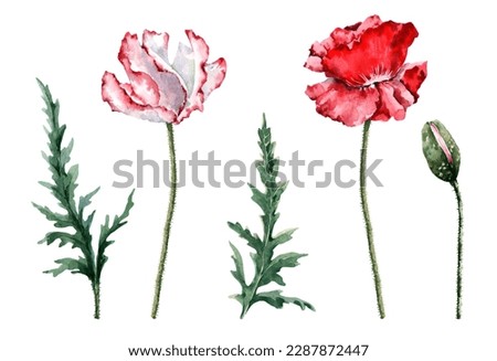 Floral set of isolated elements. Red and pink flowering poppy flowers on a stem, buds, green leaves. Clip art. Hand drawn watercolor illustration white background for card design, wedding invitations.