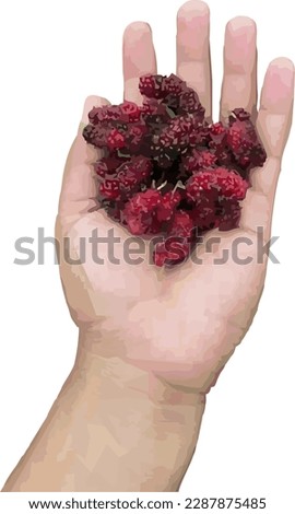 hand drawn vector of ripe mulberry fruit on white background