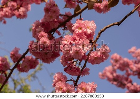 Beautiful Pink Flowers of Sakura Tree on a blurred bokeh Background on a sunny warm day. Spring seasonal background with copy space. High quality photo