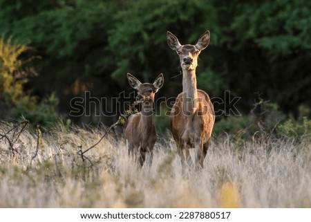 Red deer female an baby in La Pampa, Argentina, Parque Luro, Nature Reserve