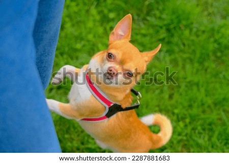 Chihuahua dog stands on its hind legs and leans on the owner's legs