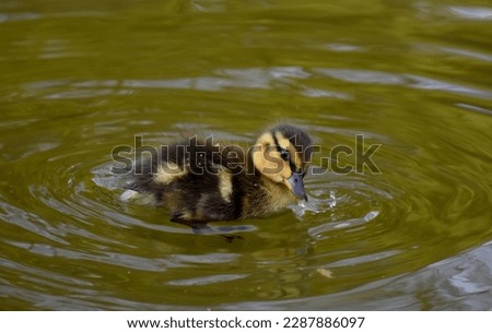 Ducklings swim on a pond in Freiburg