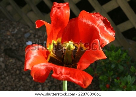 Red Flower with Black Center