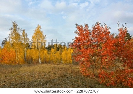 Young birches in the autumn forest, blue sky in October.