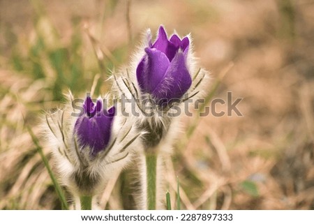 Beautiful flowers of pasqueflower (Pulsatilla patens), detail of flowers, buds, close-up view Royalty-Free Stock Photo #2287897333