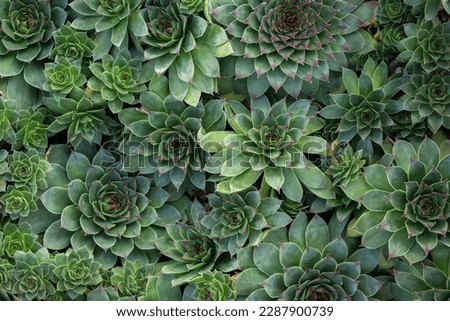 background of green succulents, floral ornament, nature, ecology, desert flower, gardening, stylish home plant, decor, landscaping, sustainable development, plant care, fractal patterns, echeveria Royalty-Free Stock Photo #2287900739