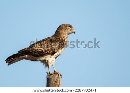 Short-toed snake eagle or Circaetus gallicus sitting position in Dadia forest Evros Greece, isolated, blue sky background.