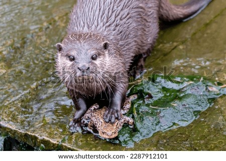 Otter playing with toad in water and looking at camera