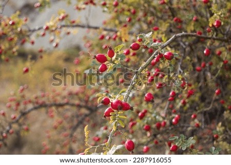 Rosehip fruits on a branch in a soft light. Rosehip bush. Selective focus Royalty-Free Stock Photo #2287916055