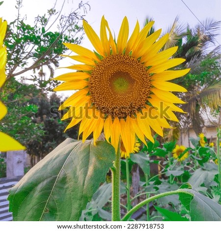 A beautiful sunflower in Bangladesh 