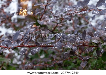 Blue-gray barberry bush leaves with dew drops. Blurred light in background