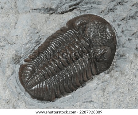 Trilobites are marine arthropods that disappeared 250 million years ago. Royalty-Free Stock Photo #2287928889