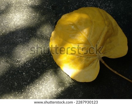 Plum aralia leaves shaped like flower petals are placed on the cement floor exposed to the morning sun. Beautiful aralia plum leaves. Yellow leaves as background.