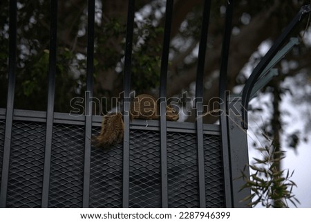 A squirrel watching me on the fence