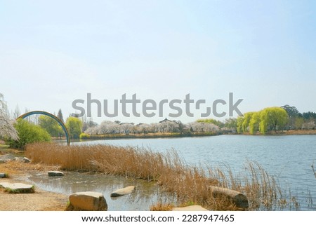 Beautiful lake view  with cherry flower and blue sky view in the park