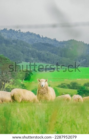Cute Sheep As My Model In The Beautiful Farm