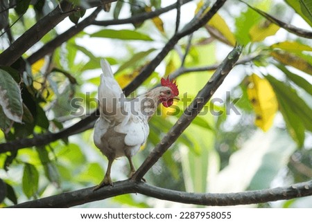 white short-legged Bantam chicken perched on a tree  Royalty-Free Stock Photo #2287958055