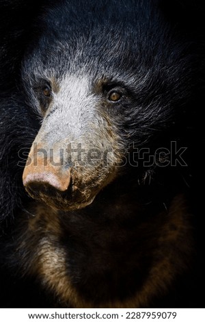 A well built male sloth bear under day light 