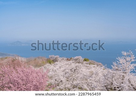Sakura and Seto Inland Sea of Shiudeyama in Mitoyo City, Kagawa Prefecture Royalty-Free Stock Photo #2287965459