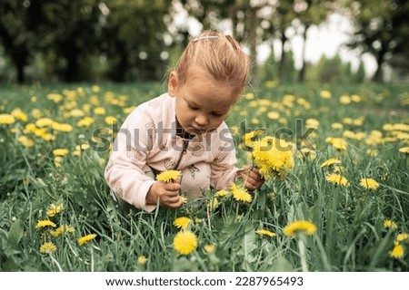little girl picking flowers yellow dandelions on meadow in summer.   Royalty-Free Stock Photo #2287965493