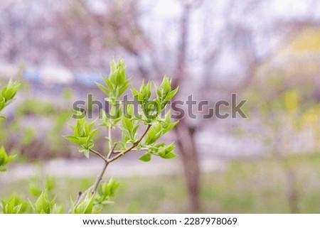 First young green leaves, inflorescences, lilac buds. Bright gentle delicate natural spring background. Empty place. Template for business. Airy modern soft botanical background. Gardening, floristry.