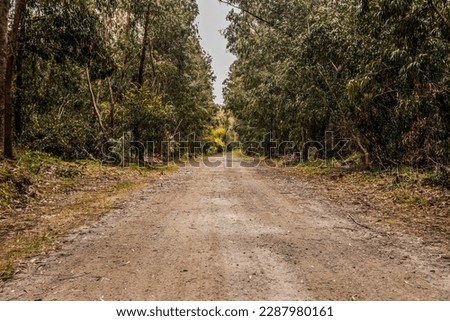 Autumn Straight Dirt Road Through a Forest with Green Eucalyptus Trees Around a Salt Lake on the Akrotiri Peninsula (Asomatos, Limassol District , Cyprus, Great Britain Territory) Royalty-Free Stock Photo #2287980161