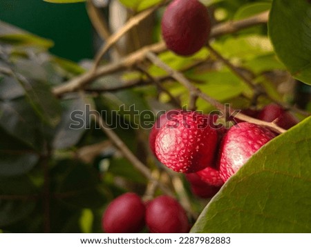 Tropical or Subtropical fruit for powerpoint presentation background