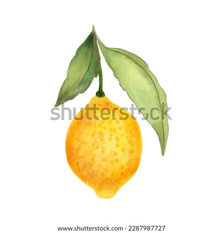 Lemon fruit on a branch watercolor hand drawn illustration. Isolated clip art of citrus sprig for design.