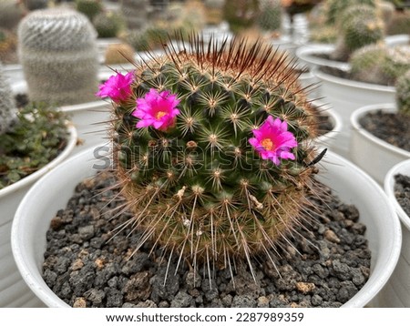 trending cactus ornamental plants. mini-shaped plants, which are very suitable for home decoration. Cactus plants have various types and shapes. Everyone will love this ornamental plant.