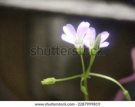 selective focus on a macro photo of a purple flower, referred to here as butterfly flower, its scientific name is triangular oxalis, almost all purple flowers, of petals, stems, blur background