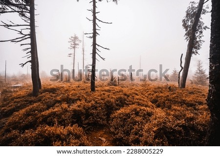 Mountain landscape in Jeseniky, view of the mountain range from the hiking trail on the top of small Jezernik from cernohorske saddle. A pathway for hikers through bog