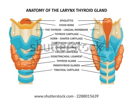 Larynx thyroid trachea anatomy composition with text captions pointing to glands ligaments bones on educational image vector illustration Royalty-Free Stock Photo #2288015639