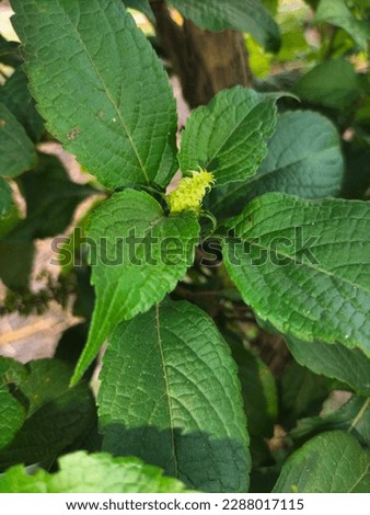 Tulsi leaf photo click on garden 