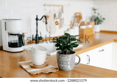 Coffee tree plant on wooden table, view on white kitchen in scandinavian style, drip coffee maker, cup of coffee on background Royalty-Free Stock Photo #2288021579