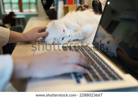 woman working from home with cat. cat asleep on the laptop keyboard. assistant cat working at Laptop.