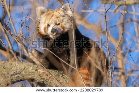 Red panda climbing on the branches of a tree looking at the camera. Close-up of a red panda